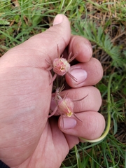 Geum triflorum