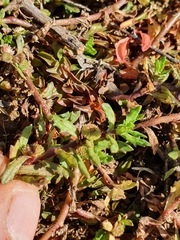 Centipeda aotearoana