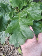 author not stated, no rights reserved Quercus velutina, photograph author not stated, no rights reserved