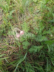 Geum triflorum