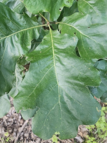 Quercus velutina, photograph 6
