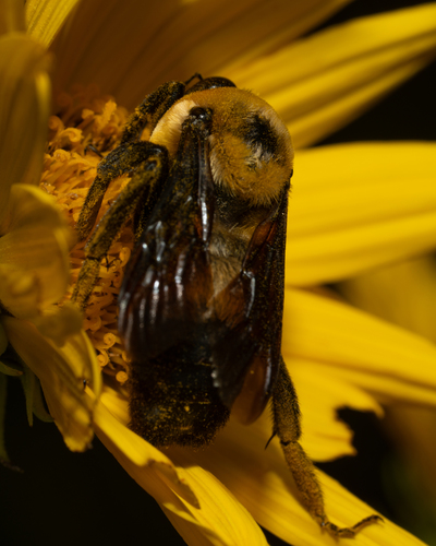 Southern Plains Bumble Bee