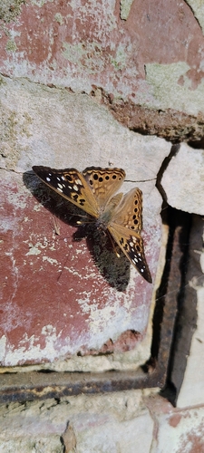 Hackberry Emperor