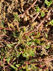 Centipeda aotearoana