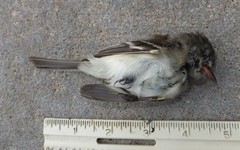 Empidonax