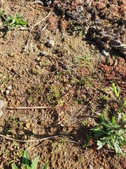 Centipeda aotearoana