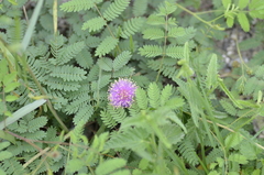 Mimosa nuttallii