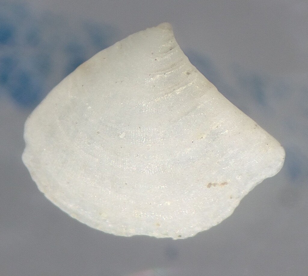 Crassinella ecuadoriana