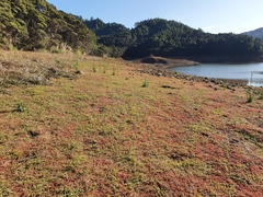 Centipeda aotearoana