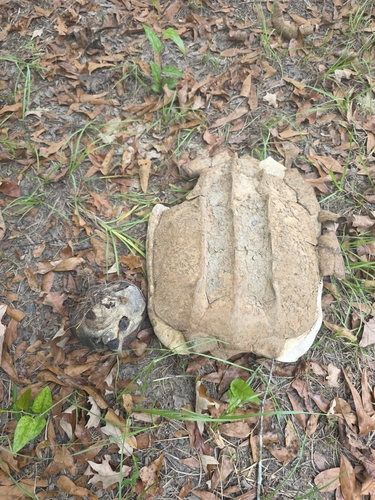 Alligator Snapping Turtle observed by adiamond