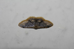 Idaea scintillularia