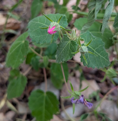 Abutilon parvulum