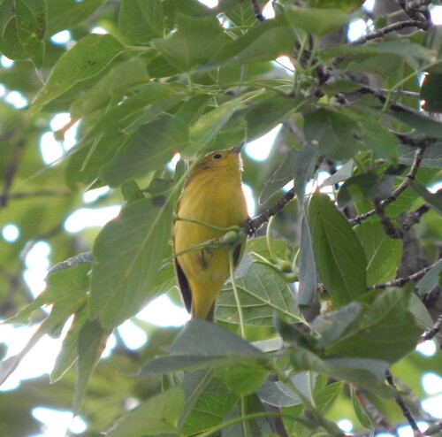 Northern Yellow Warbler