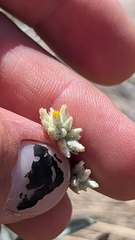 Pseudognaphalium canescens, photograph author not stated, no rights reserved