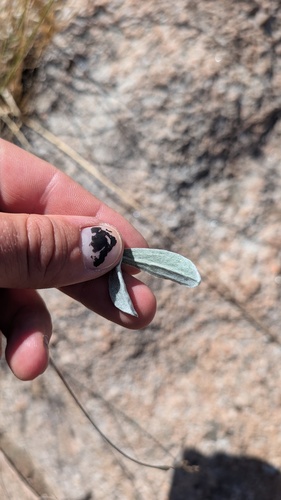 Pseudognaphalium canescens, photograph 4
