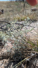 Pseudognaphalium canescens, photograph author not stated, no rights reserved