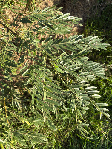 false indigo bush