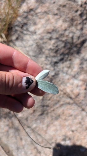 Pseudognaphalium canescens, photograph 5