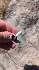 Pseudognaphalium canescens, photograph author not stated, no rights reserved