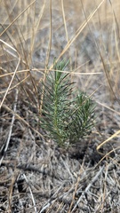 Asclepias pumila
