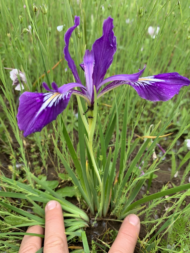 Oregon iris
