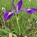 Oregon Iris - Photo (c) Courtney Kelly Jett, some rights reserved (CC BY-NC), uploaded by Courtney Kelly Jett