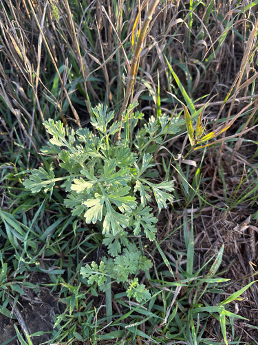absinthe wormwood