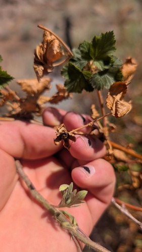 Rubus deliciosus, photograph 1