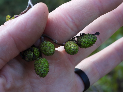 Taphrina robinsoniana, 2026-09-10