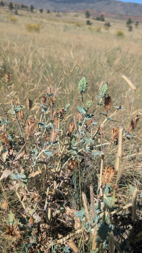 Argemone polyanthemos, photograph 2