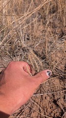 Plantago aristata