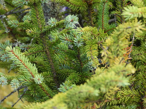 Picea mariana, photograph 5
