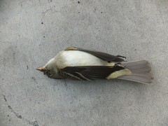 Empidonax