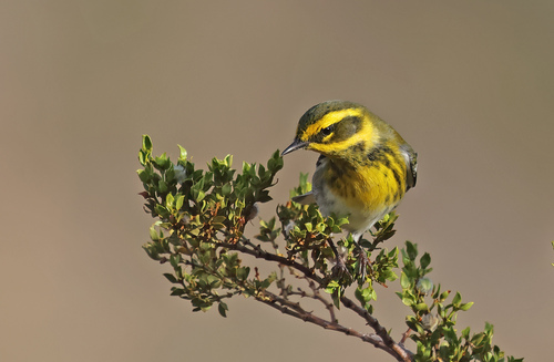 Townsend's Warbler