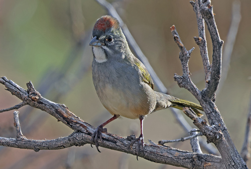 Green-tailed Towhee