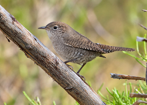 Northern House Wren