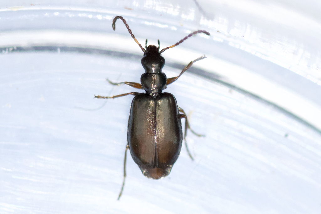 Lebia pumila
