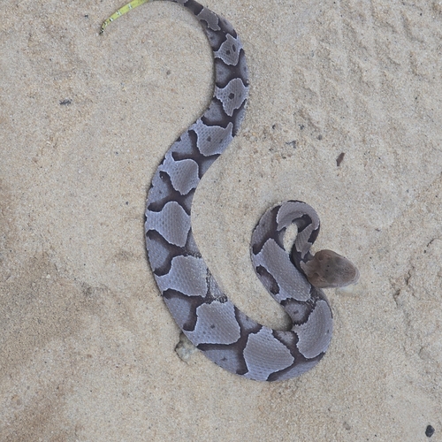Eastern Copperhead