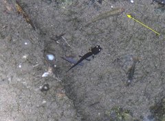 Rhinogobius duospilus