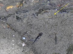 Rhinogobius duospilus