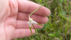Rhynchospora colorata