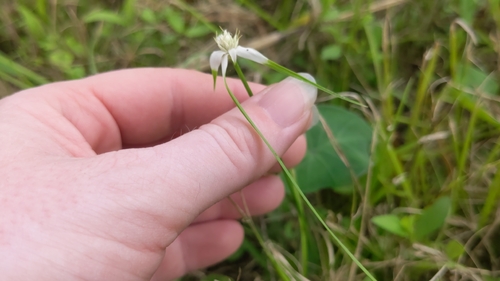 Rhynchospora colorata, photograph 1