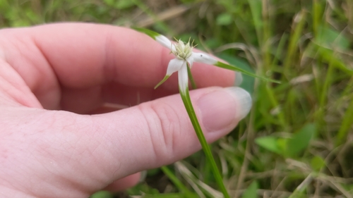 Rhynchospora colorata, photograph 2