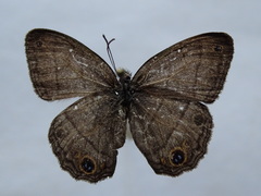 Cissia pompilia
