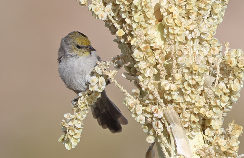 Verdin