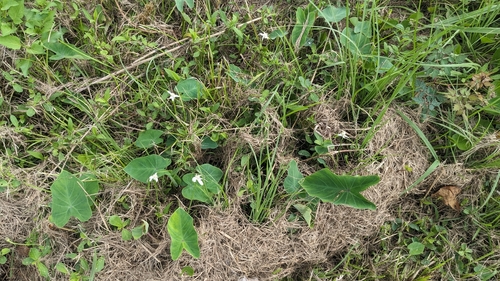 Rhynchospora colorata, photograph 5