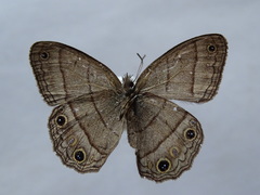 Cissia pompilia