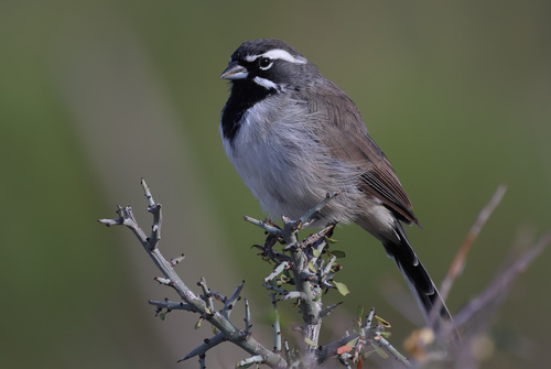 Black-throated Sparrow
