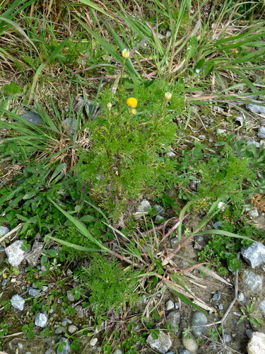 Anthemis cotula observed 2026-09-08