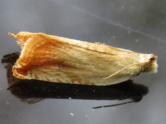 Ancylis platanana